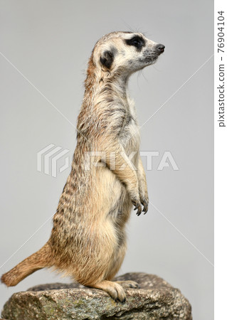 Ichikawa Zoo Meerkat 76904104