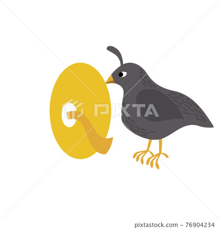 Quail animal alphabet symbol. English letter Q... - Stock Illustration  [76904234] - PIXTA