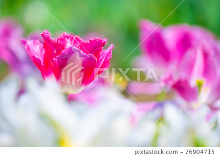 Fringe blooming tulips 76904715
