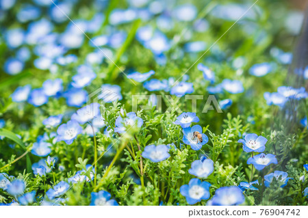 Nemophila 和蜜蜂 2 Nemophila 和蜜蜂 2 76904742
