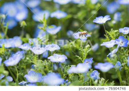 Nemophila and bees 4 Nemophila and bees 4 76904746