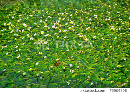Mei flower algae Mei flower algae 76904808