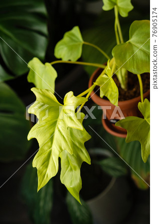 Home gardening houseplant background Home gardening houseplant background 76905174
