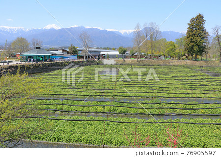 Azumino Daio Wasabi Farm Spring 76905597