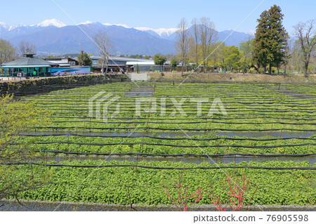 Azumino Daio Wasabi Farm Spring 76905598