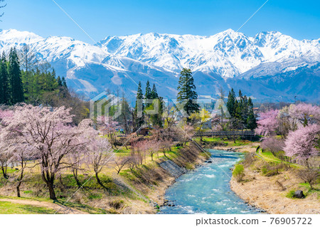Superb view of spring Oide Suspension Bridge [Nagano Prefecture] 76905722