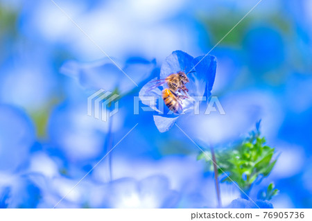 Bee and nemophila flowers 76905736