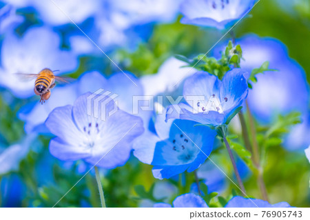 Bee and nemophila flowers Bee and nemophila flowers 76905743