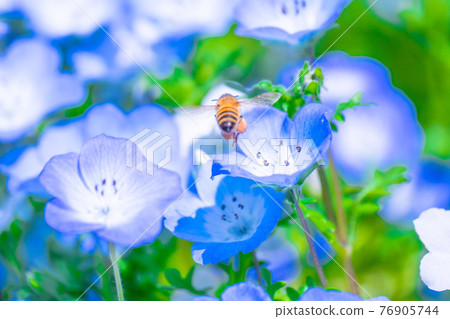 蜜蜂和花粉蝶 蜜蜂和花粉蝶 76905744