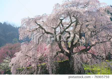 Matavee cherry flower Matavee cherry flower 76905750