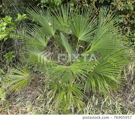 矮棕櫚 76905957