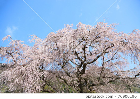Matavee cherry flower Matavee cherry flower 76906190