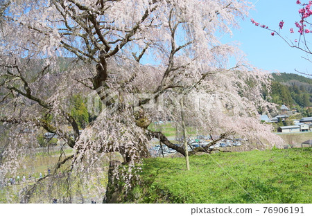 馬塔維櫻桃花 馬塔維櫻桃花 76906191