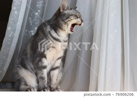 Barking Cat American Shorthair 藍虎斑貓 Barking Cat American Shorthair 藍虎斑貓 76906206