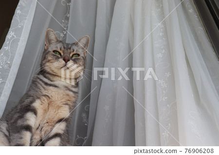 Rin 和坐貓 American Shorthair Blue Tabby Rin 和坐貓 American Shorthair Blue Tabby 76906208