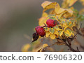 Red fruits of wild rose hips. 76906320