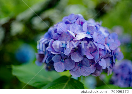 Hydrangea of Mikawa Honkoji Temple Hydrangea of Mikawa Honkoji Temple 76906373
