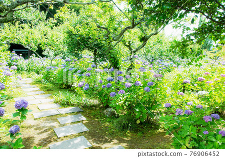 Hydrangea of Mikawa Honkoji Temple 76906452
