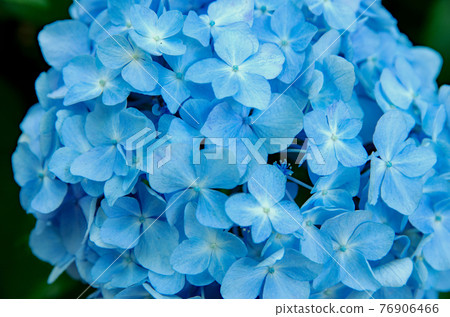 Hydrangea of Mikawa Honkoji Temple 76906466