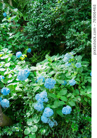 Hydrangea of Mikawa Honkoji Temple 76906468