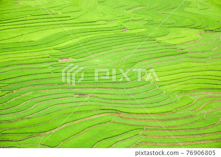 Rice fields on terraced in Sapa, Vietnam 76906805