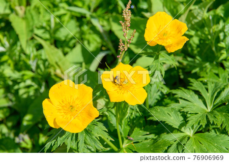 Shinano Kimbai 76906969