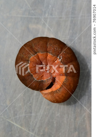 Kiriga the Shooting Star, the last instar larva, rounded Kiriga the Shooting Star, the last instar larva, rounded 76907014