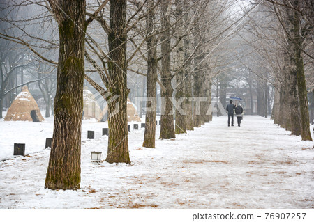 Row of dry pine tree after snow Row of dry pine tree after snow 76907257