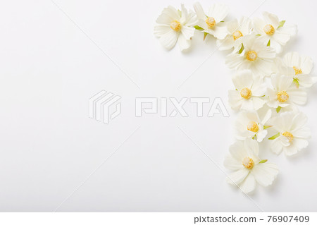 Flowers composition against white background. Floral shot. Copy space for your advertisement, design or promotional content. Decoration Flowers composition against white background. Floral shot. Copy space for your advertisement, design or promotional content. Decoration 76907409