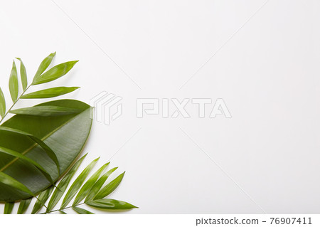 Greenery in left corner of shot. Plant composition. Copy space for your advertising content, promotion, text information. 76907411