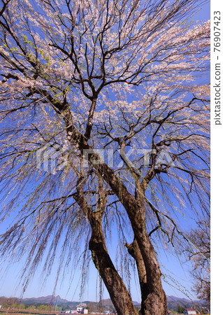 Branded cherry blossoms and blue sky Branded cherry blossoms and blue sky 76907423