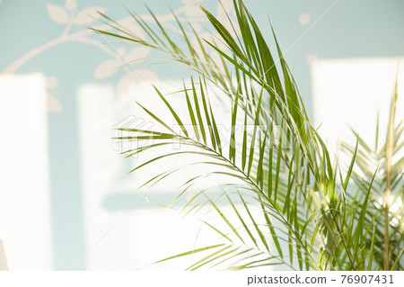 Decorative green fern against blue wall at house. Plants concept. Beautiful plant in pot, blank copy space for your designing or avertisement Decorative green fern against blue wall at house. Plants concept. Beautiful plant in pot, blank copy space for your designing or avertisement 76907431