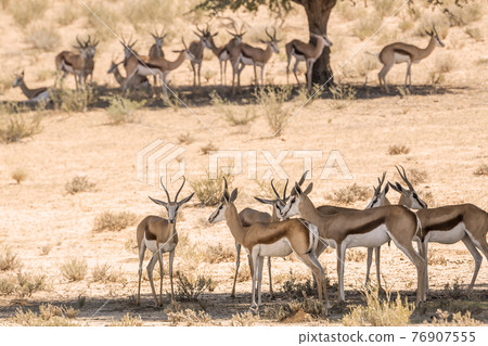 Springbok in Kgalagari transfrontier park, South Africa Springbok in Kgalagari transfrontier park, South Africa 76907555