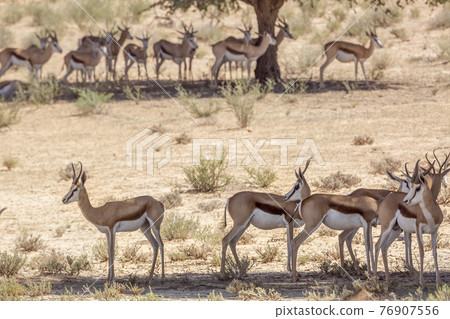 Springbok in Kgalagari transfrontier park, South Africa Springbok in Kgalagari transfrontier park, South Africa 76907556