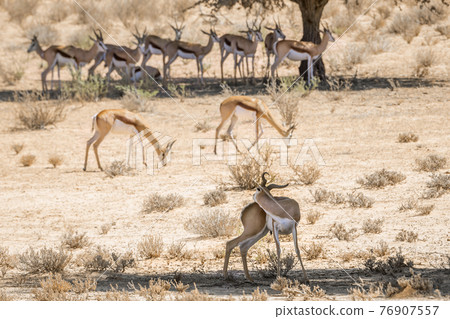 Springbok in Kgalagari transfrontier park, South Africa Springbok in Kgalagari transfrontier park, South Africa 76907557