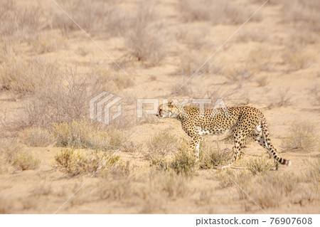 Cheetah in Kgalagadi transfrontier park, South Africa Cheetah in Kgalagadi transfrontier park, South Africa 76907608