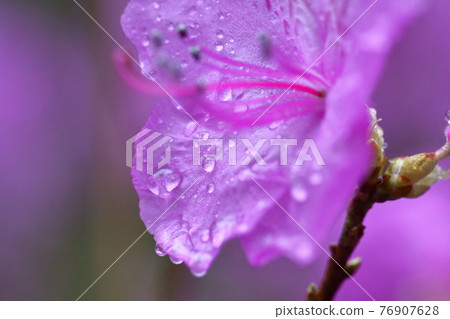 原產於玄界海沿岸地區 76907628