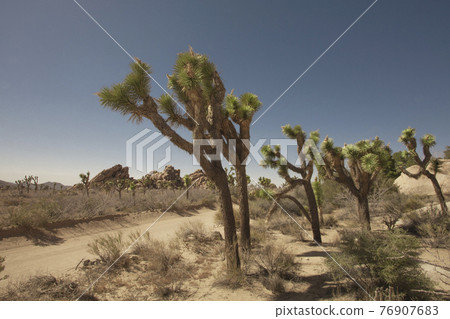Joshua tree park 76907683