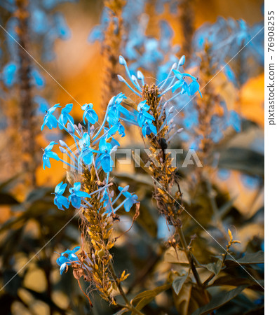 betony flowers close up natural conditions and early sunlight 76908255