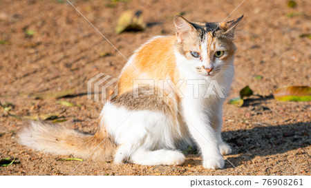 A one-eyed cute cat sits and stares at the camera, beautiful even with a blind eye. getting the warmth of the early morning light. A one-eyed cute cat sits and stares at the camera, beautiful even with a blind eye. getting the warmth of the early morning light. 76908261