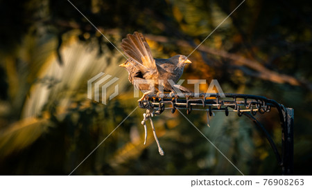 yellow-billed babbler bird couple having a casual discussion perched on top of a netball post in the backyard early in the morning. facing the warmth of early light as a ritual of their daily routine, yellow-billed babbler bird couple having a casual discussion perched on top of a netball post in the backyard early in the morning. facing the warmth of early light as a ritual of their daily routine, 76908263