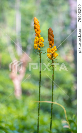 Senna Alata is a medicinal tree and an ornamental flowering plant uses for treatments like diabetes, asthma, malaria, ringworms, tinea infections, scabies, blotch, and many more. 76908299