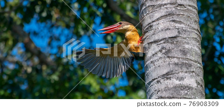 Stork billed kingfisher grabs onto a palm tree and showing off one wing. Sharp pointy red beaks open a little. yellow body with light blue feathers. saying hello to a neighbor concept. Stork billed kingfisher grabs onto a palm tree and showing off one wing. Sharp pointy red beaks open a little. yellow body with light blue feathers. saying hello to a neighbor concept. 76908309