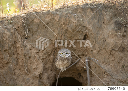spotted owl or owlet or Athene brama portrait out of nest or hollow perched on branch with eye contact during safari at ranthambore national park rajasthan india 76908340