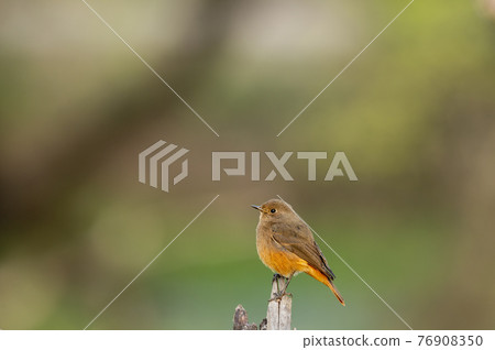 Black redstart or Phoenicurus ochruros beautiful bird portrait with natural green background at keoladeo national park or bharatpur bird sanctuary rajasthan india Black redstart or Phoenicurus ochruros beautiful bird portrait with natural green background at keoladeo national park or bharatpur bird sanctuary rajasthan india 76908350