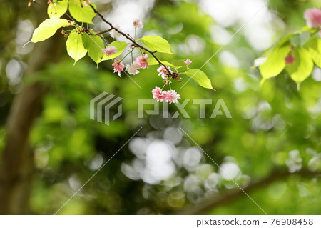 Narano yaezakura 76908458