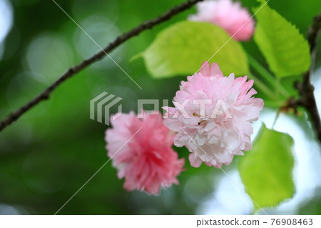 Narano yaezakura Narano yaezakura 76908463