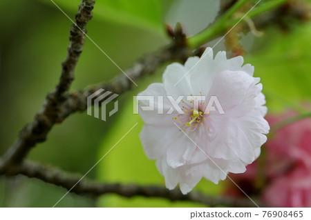Narano yaezakura Narano yaezakura 76908465