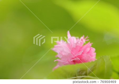 Narano yaezakura Narano yaezakura 76908469