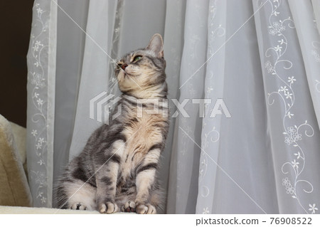 貓美國短毛貓藍虎斑坐姿端正,向外望去 貓美國短毛貓藍虎斑坐姿端正,向外望去 76908522